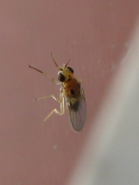 5mm, la prima 2010 Elachiptera bimaculata (Chloropidae)